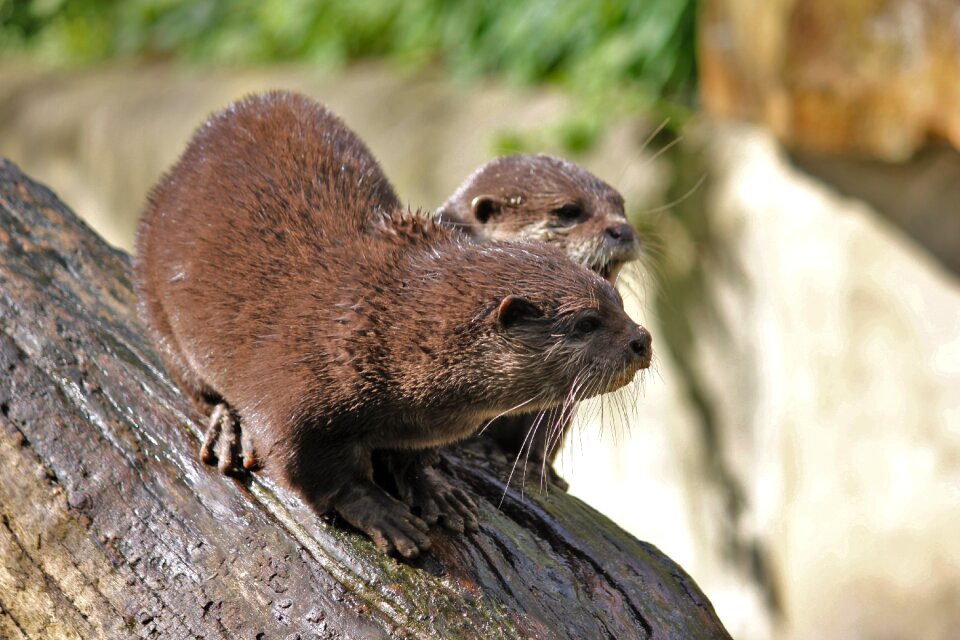 Animal water mammal