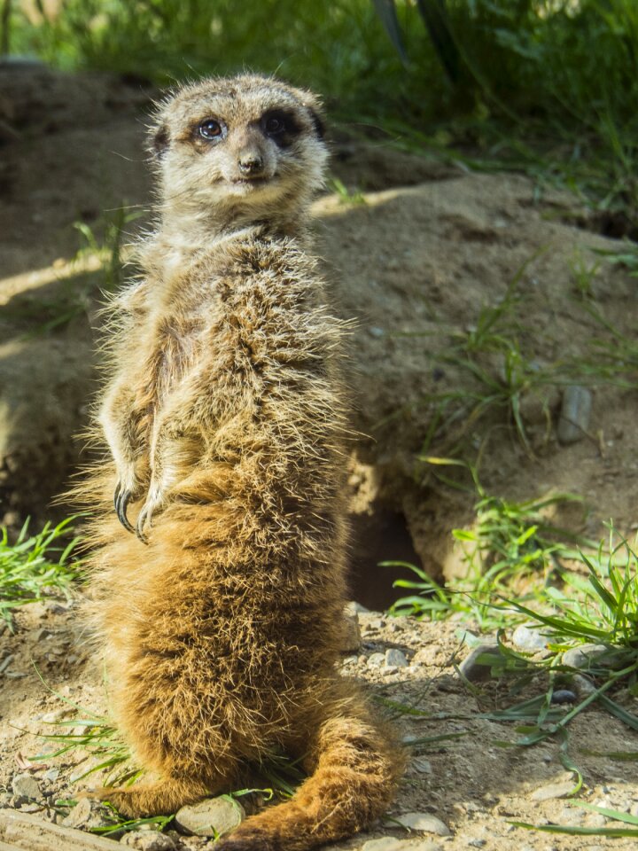 Look alert animal