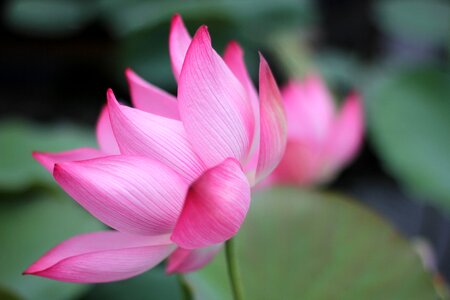 Lotus asia photo