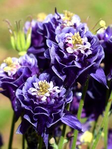 Double flower blossom