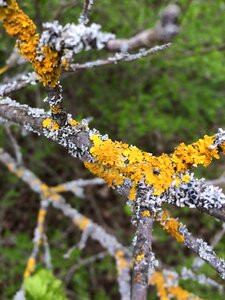 Branch yellow bark