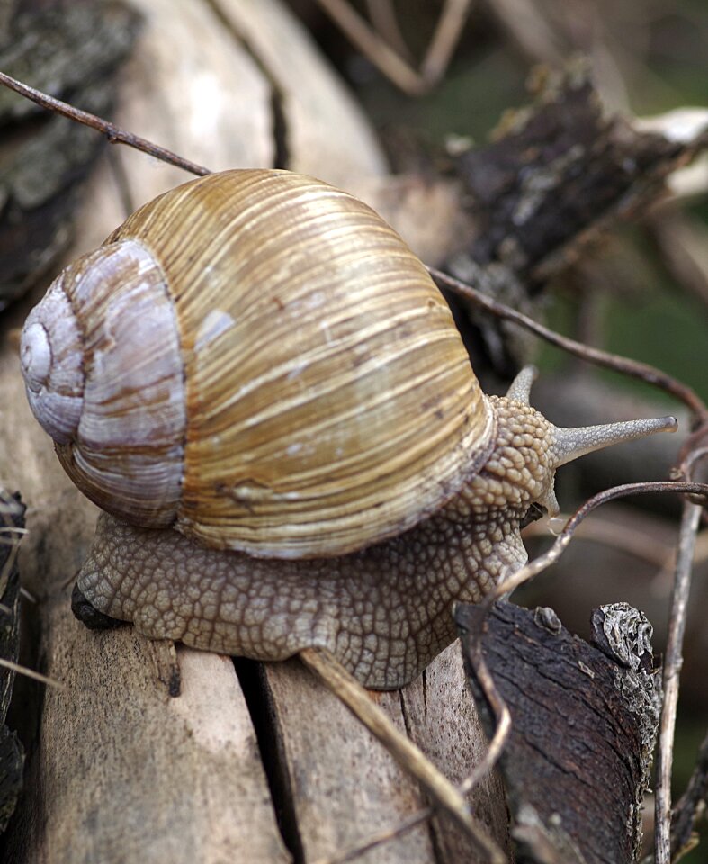 Shell horns antennae