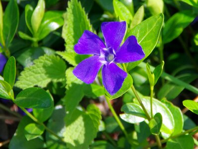 Vinca major apocynacée corolla