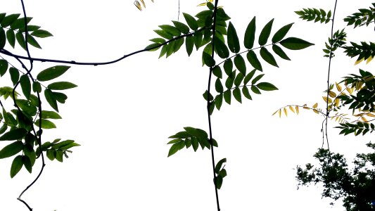 Plants leaf spring