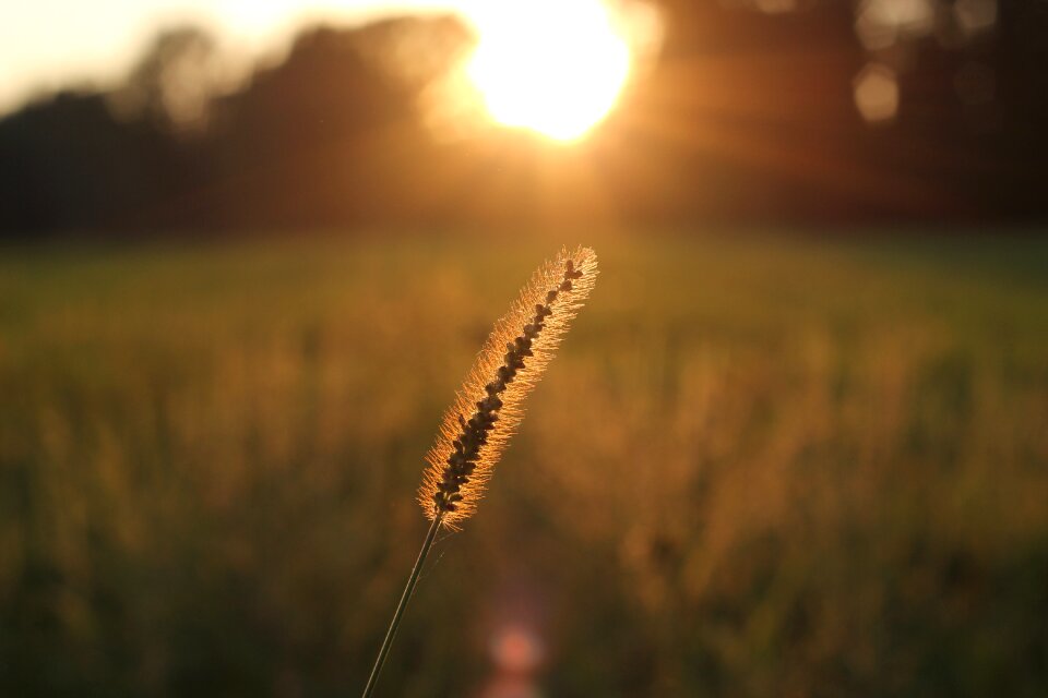 Sunlight sun rays nature photo