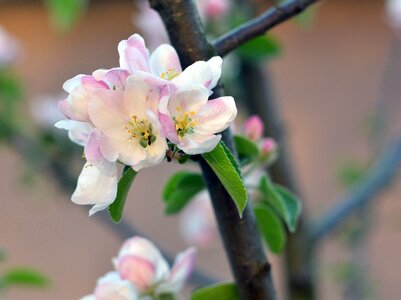 Flowers flowering tree garden photo