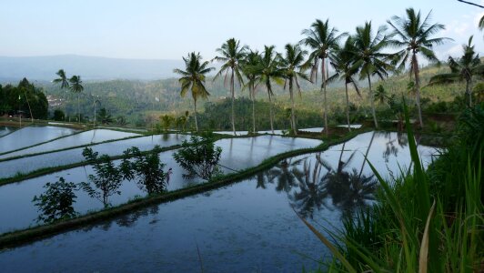 Indonesia palm landscape photo