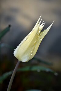 Plant nature spring