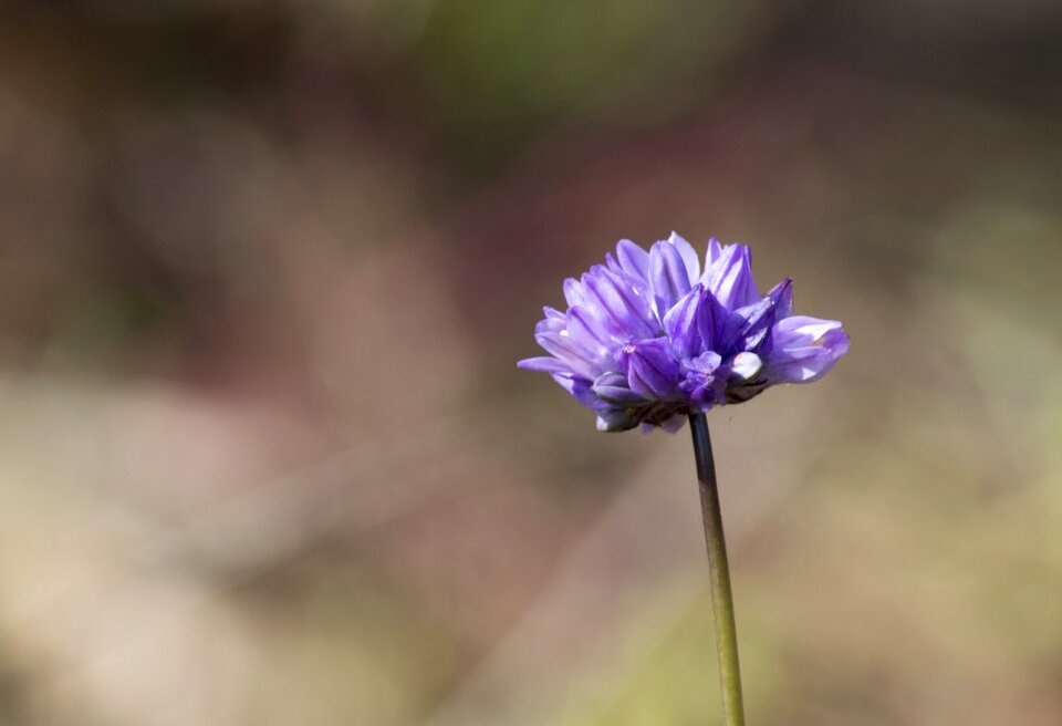 Violet flowers petals spring photo