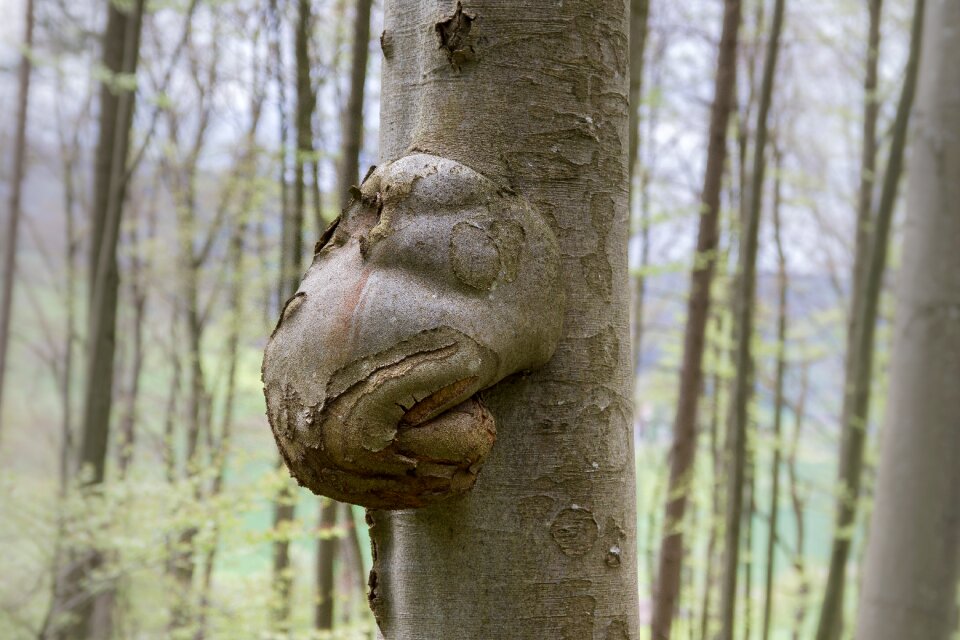 Wood goiter sprouted grains maserknolle