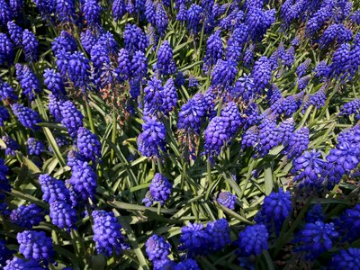 Hyacinth purple garden photo