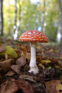 Symbol of good luck lucky guy red fly agaric mushroom photo