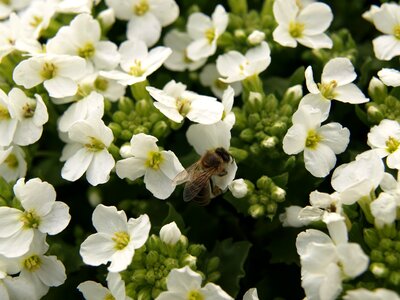 Pollination garden macro photo