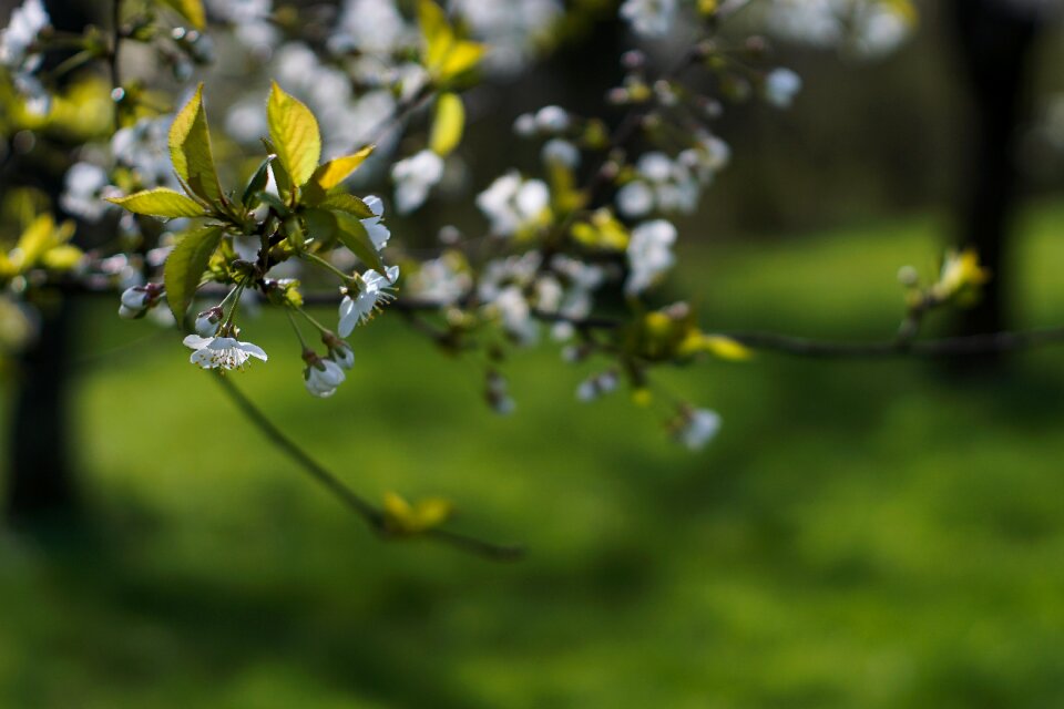 White flowers orchard blooming tree