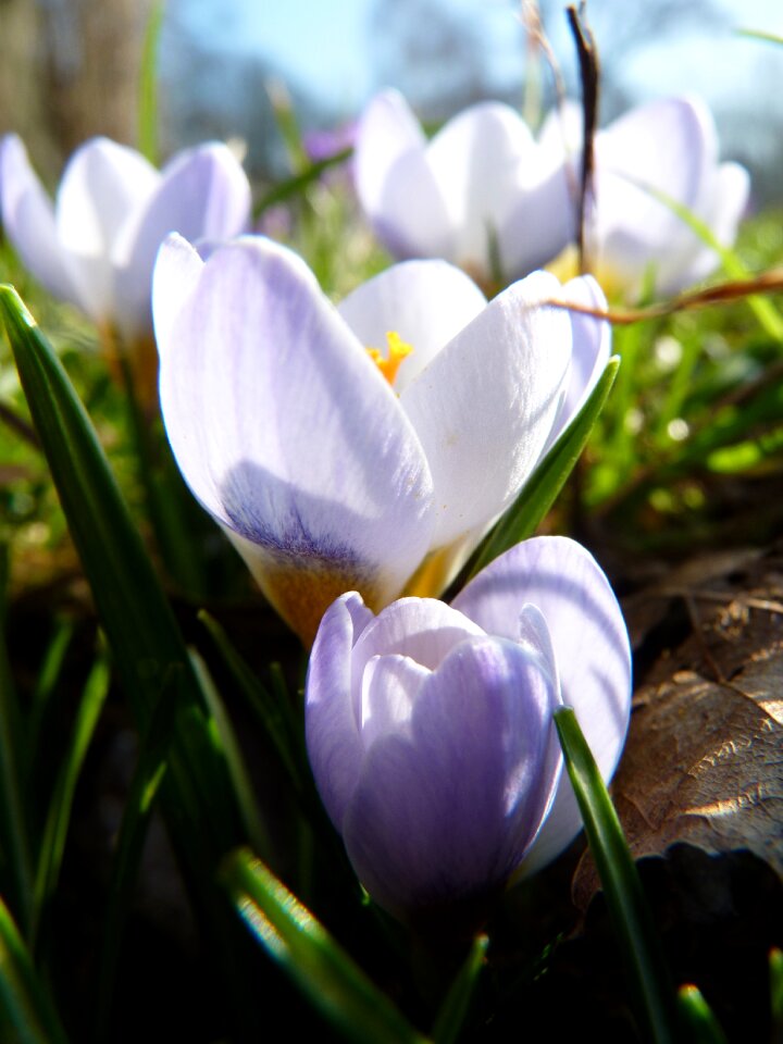 Purple blossom bloom