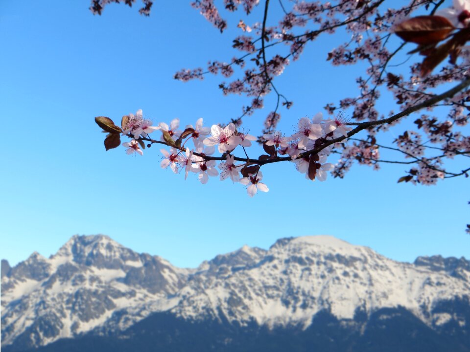 Mountain cherry nature