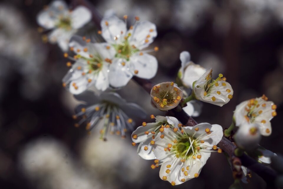 Blackthorn flowering bush