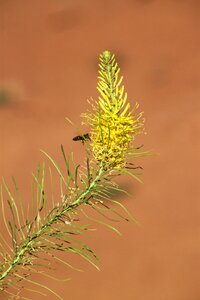Flora plant yellow