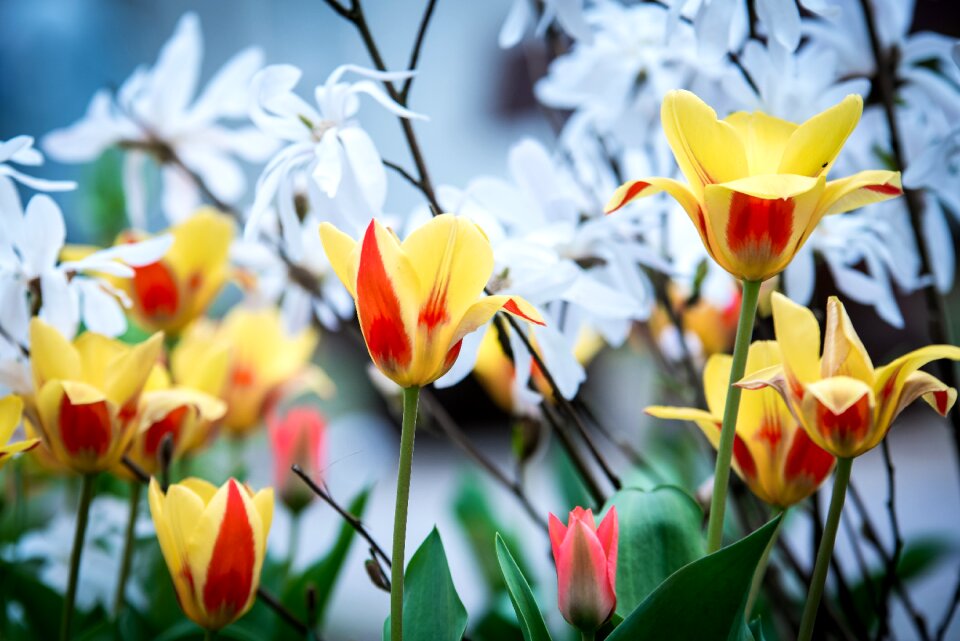 Bloom nature flowers