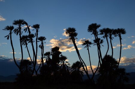 Tropical nature summer photo