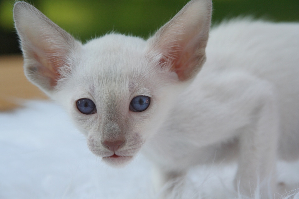 Cat baby curious fur