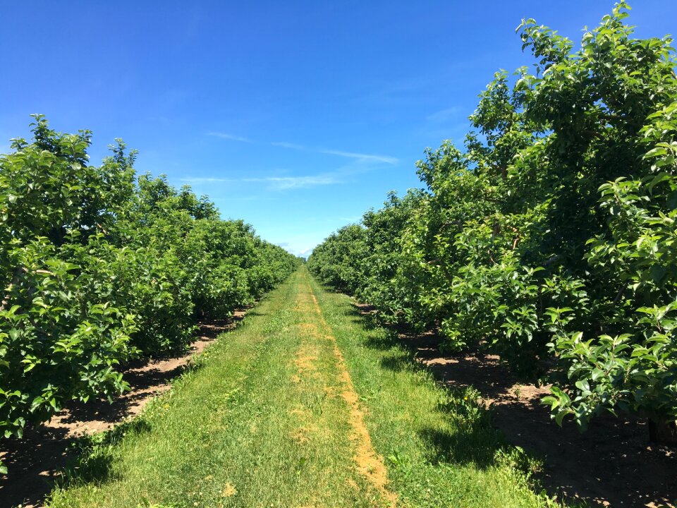 Apple nature agriculture