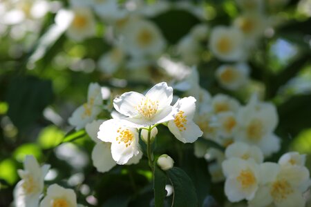 Blooming nature outdoor