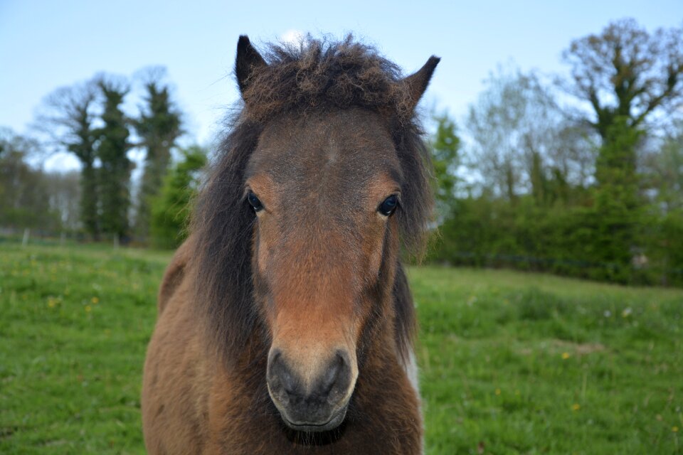 Brown mane shetland pony