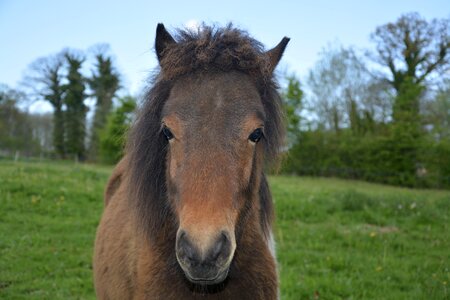 Brown mane shetland pony photo