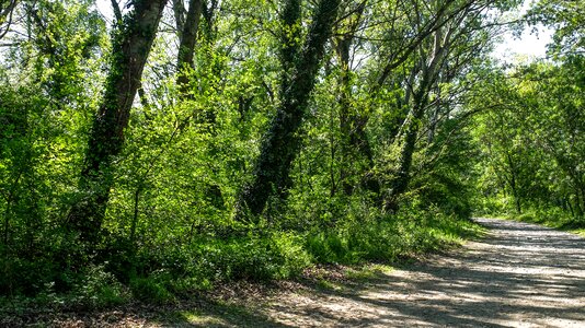 Underwood nature green