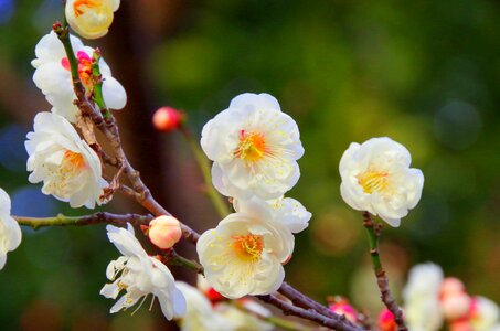 White flowers japan flowers