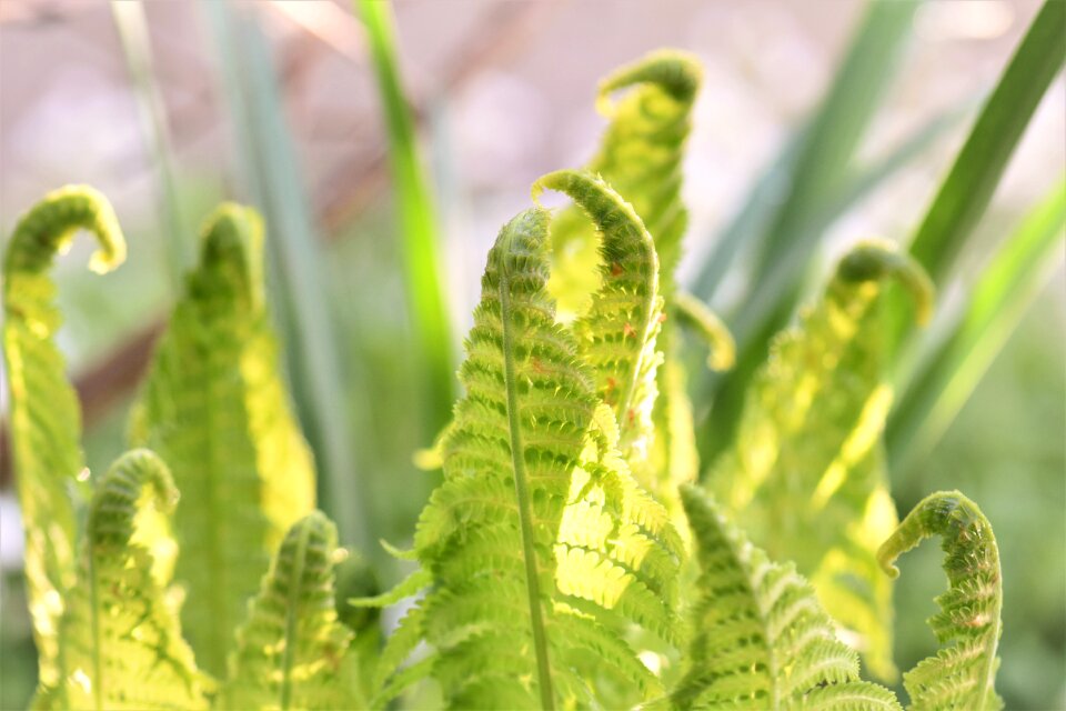 Green forest leaves photo