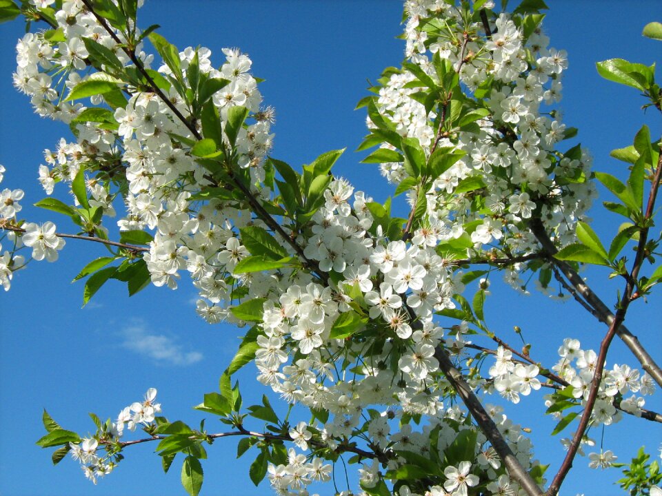 Spring cherry bloom