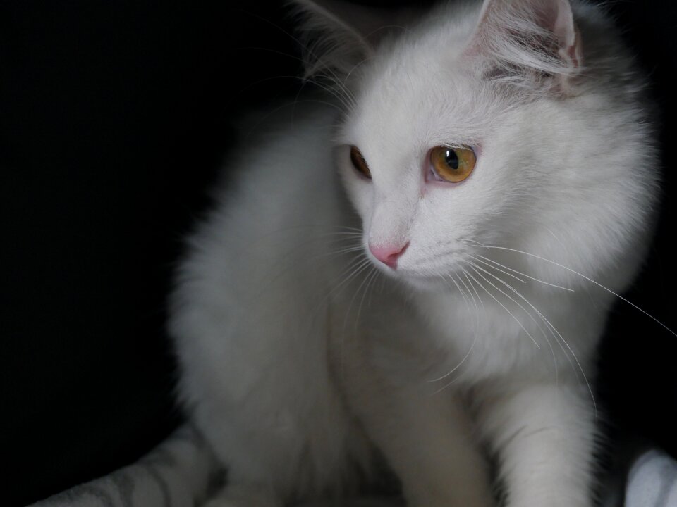 Housecat darling fluffy cat