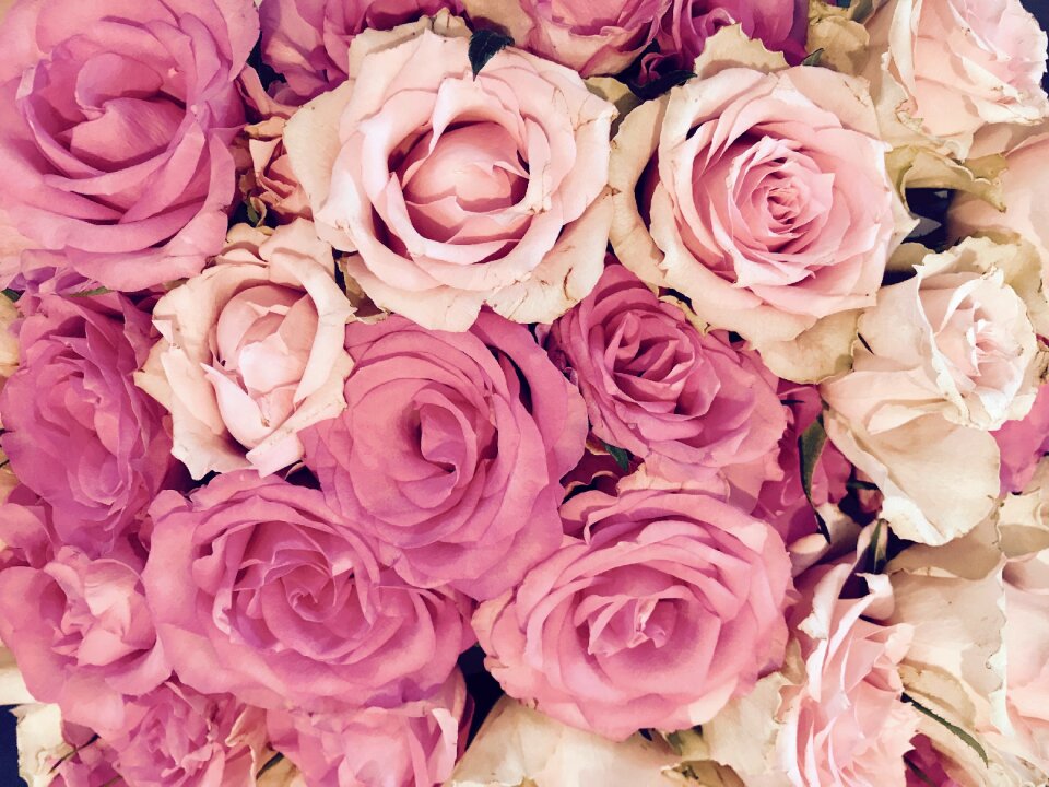 Pink flower rose blooms