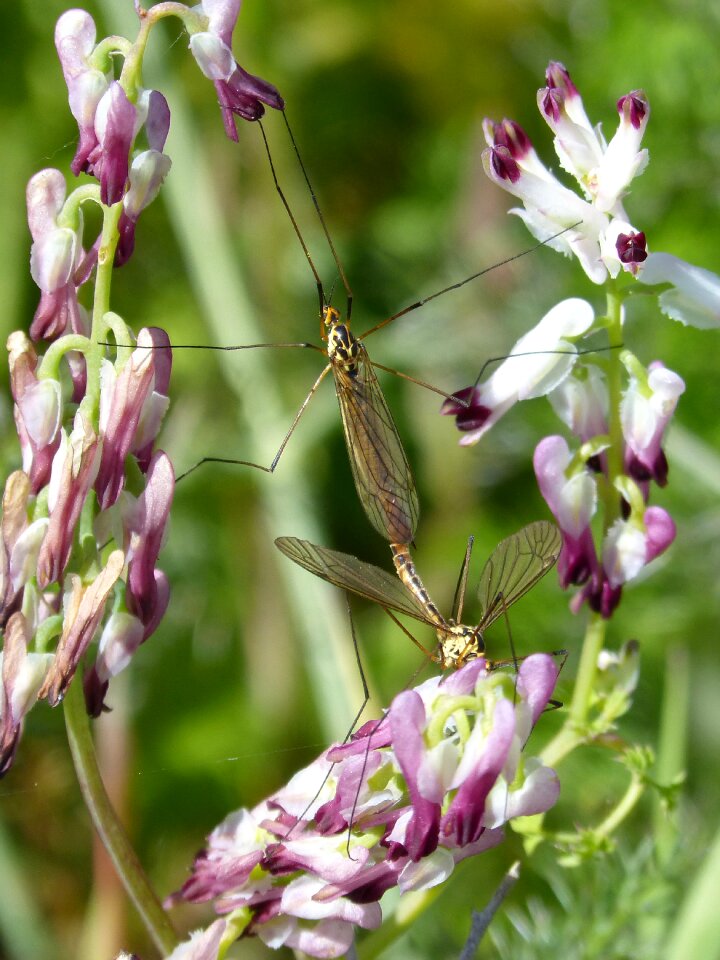 Tipúlidos large mosquito insects mating