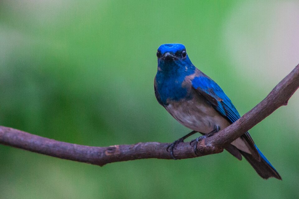 Birds blue flycatcher
