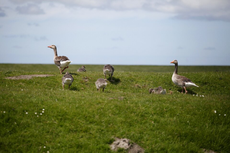 Nordfriesland sea island