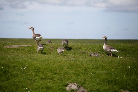 Nordfriesland sea island