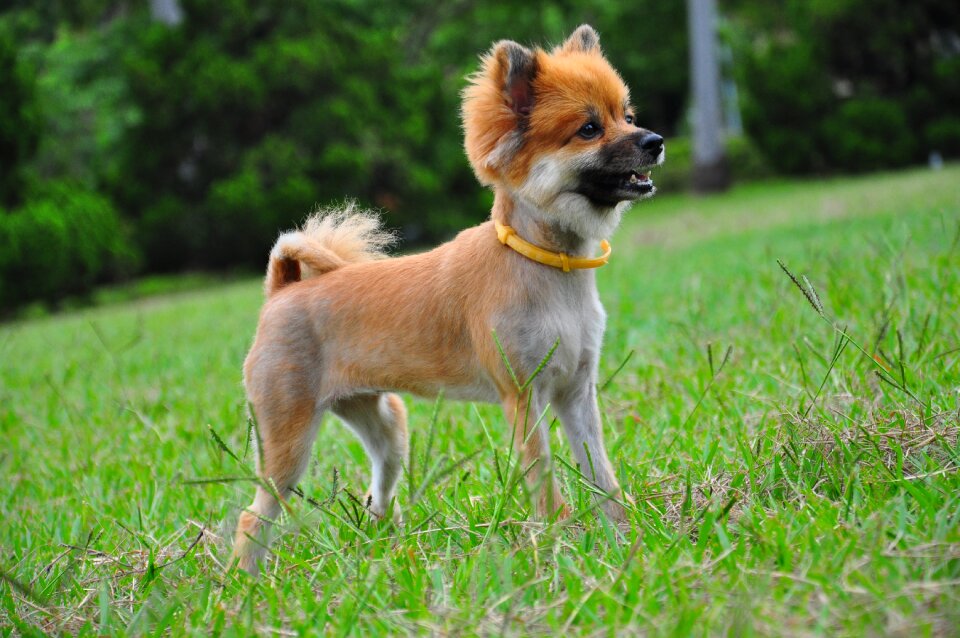 Dog chihuahua standing