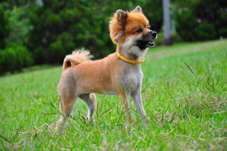 Dog chihuahua standing