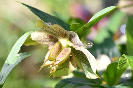 Drop of water nature blossom