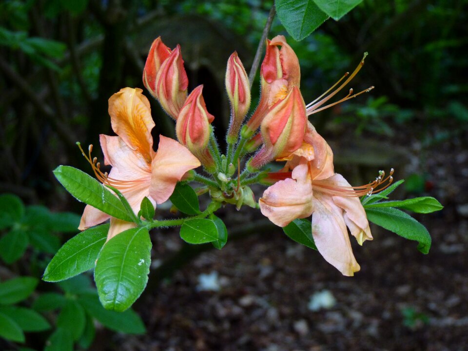 Bloom flower garden close up