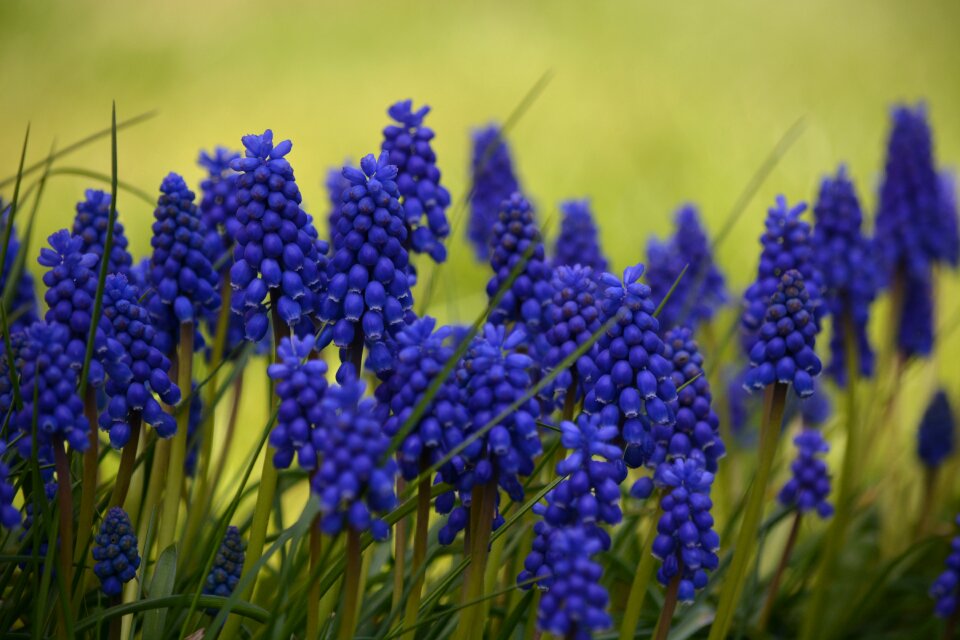 Nature plant hyacinth