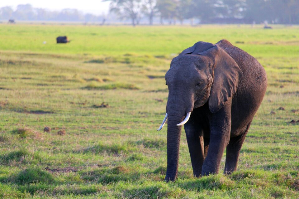 Elephant amboseli meadow