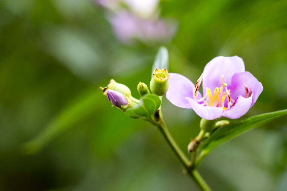 Botany natural