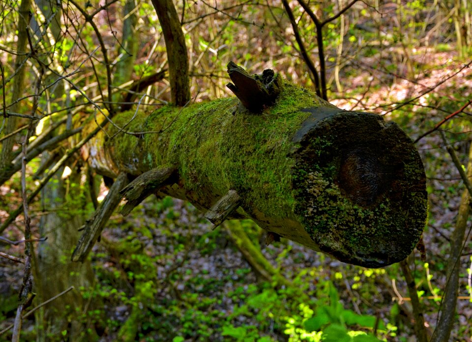 Green moss tree