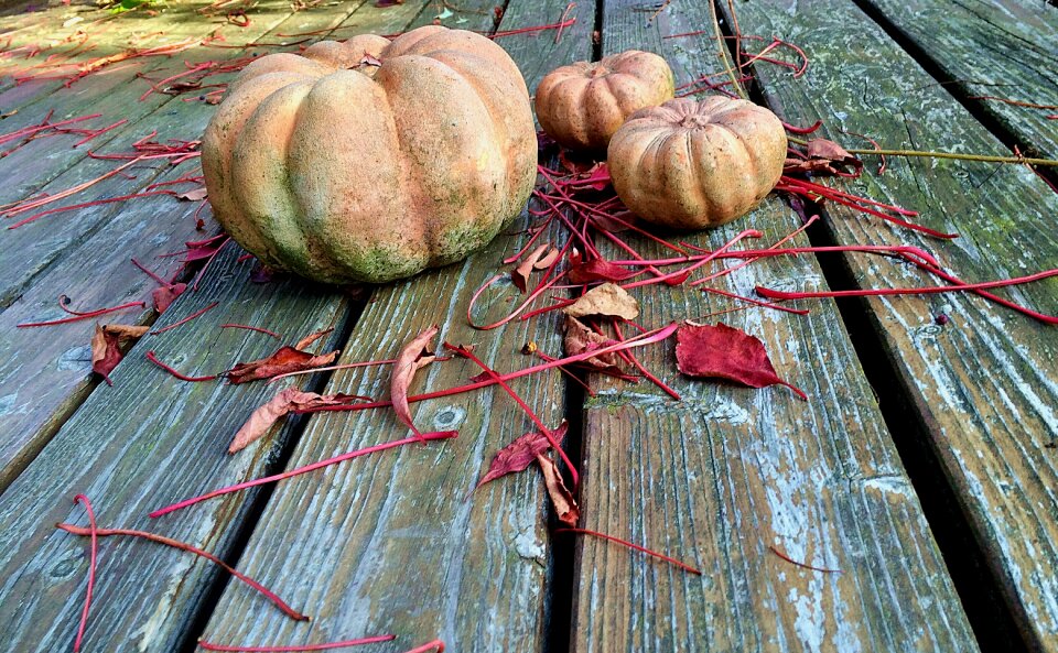 Terrace pumpkin japanese garden
