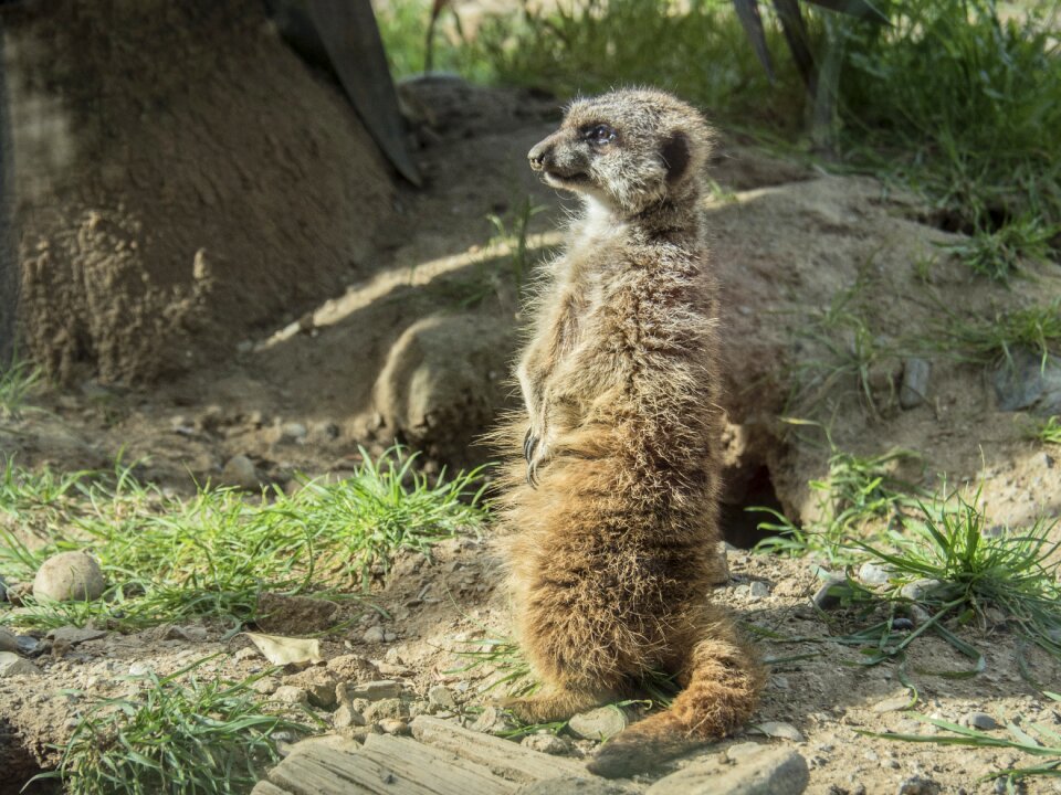 Look alert animal
