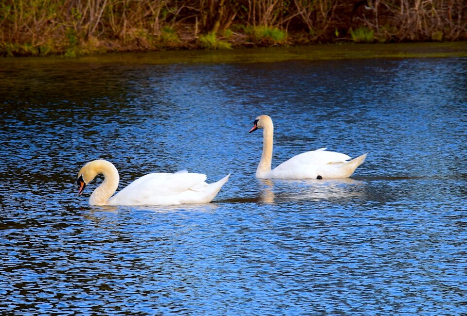 Nature bird white
